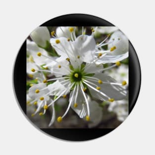 wonderful white blossom, flowers, nature Pin