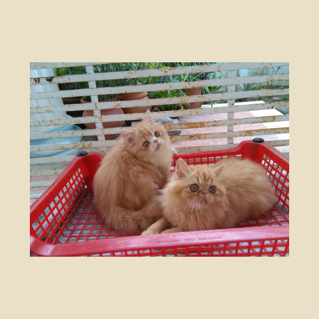 Kitten Persian Orange Cat Mug Teepublic