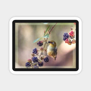 Silvereye eating Blackberries Magnet