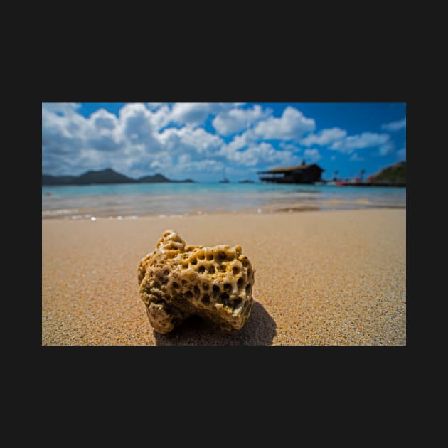 Coral on Gros Islet Beach Saint Lucia Caribbean by WayneOxfordPh