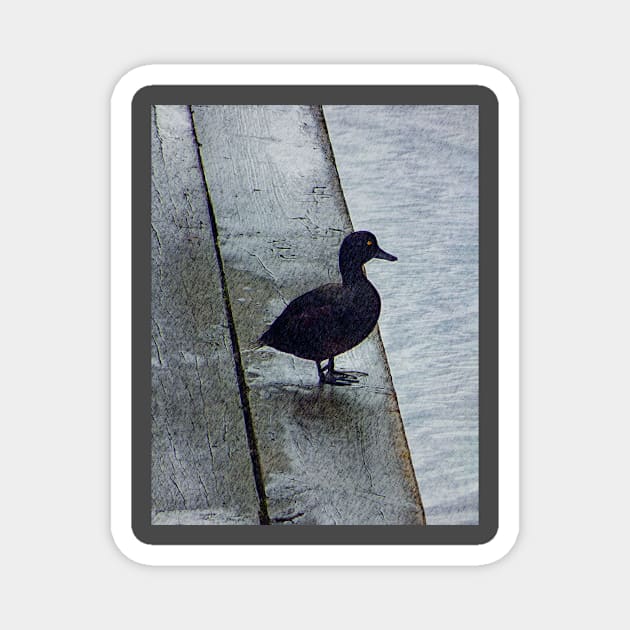 Lovely Weather for Ducks Magnet by PictureNZ