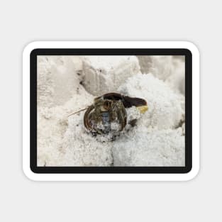 Hermit Crab in Sand Magnet