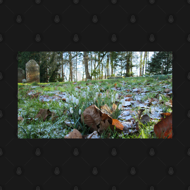 Churchyard Snowdrops During Frosty Winter by Natural Distractions