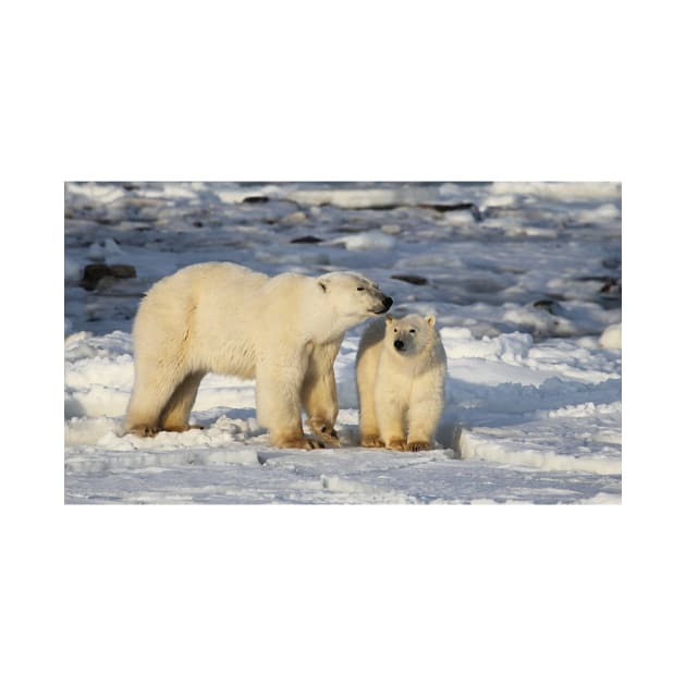 Polar Bear, Mother & Cub, Churchill, Canada by Carole-Anne