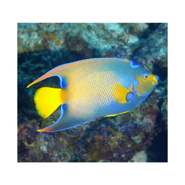 Queen Angelfish by Scubagirlamy