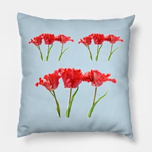 Tulipa  &#39;Garden Fire&#39;   Parrot Tulip Pillow