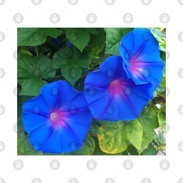 Blue Flowers by marisaj4488