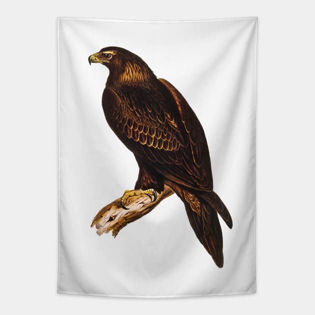 Wedge-tailed Eagle Vintage Illustration Tapestry by KarwilbeDesigns