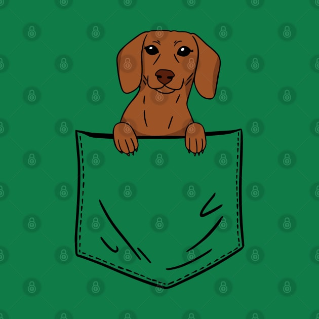 Pocket Dachshund by Bruno Pires