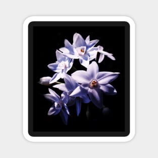 White Jonquils Magnet