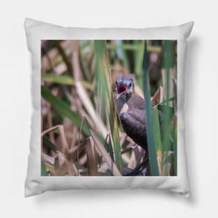 Young Great Tailed Grackle Calling for Food Pillow