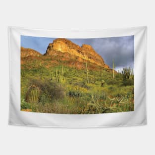 Organ Pipe Cactus Organ Pipe Cactus National Monument Sonoran Desert Tapestry