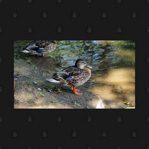 Mallard Duck On The Beach by BackyardBirder