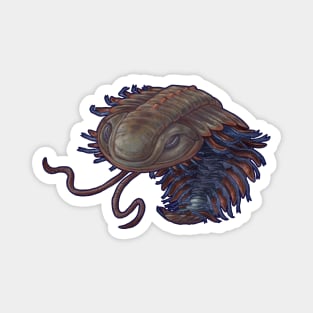 Triarthus eatoni (trilobite) Magnet