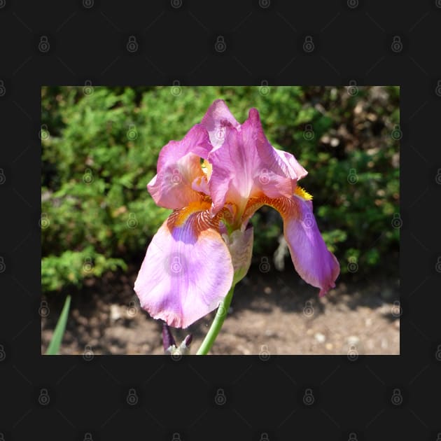 Fresh blooming iris in the Spring by erickphd