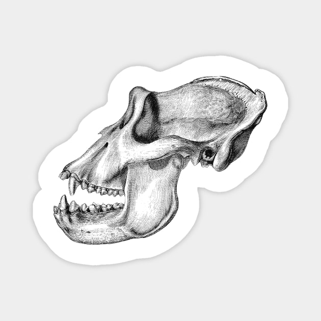 Gorilla Skull Magnet by KnuckleTonic