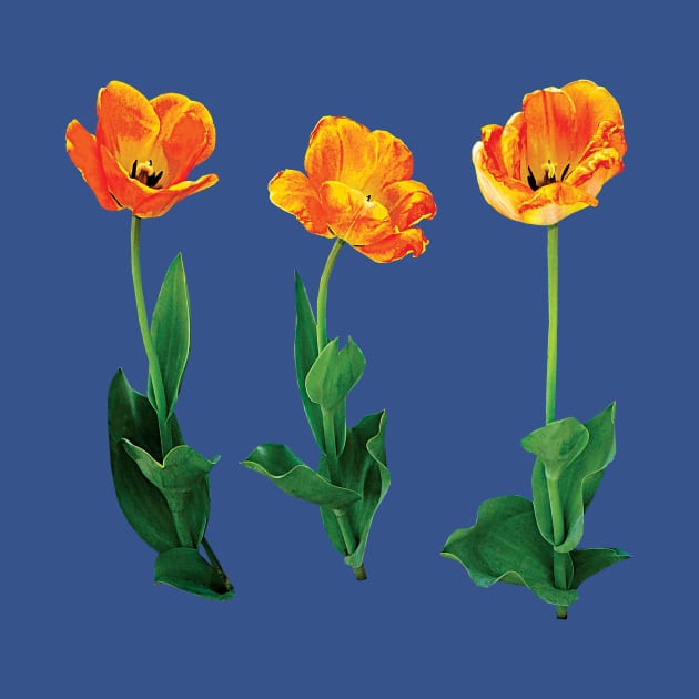 Three Tulips in a Row by SusanSavad