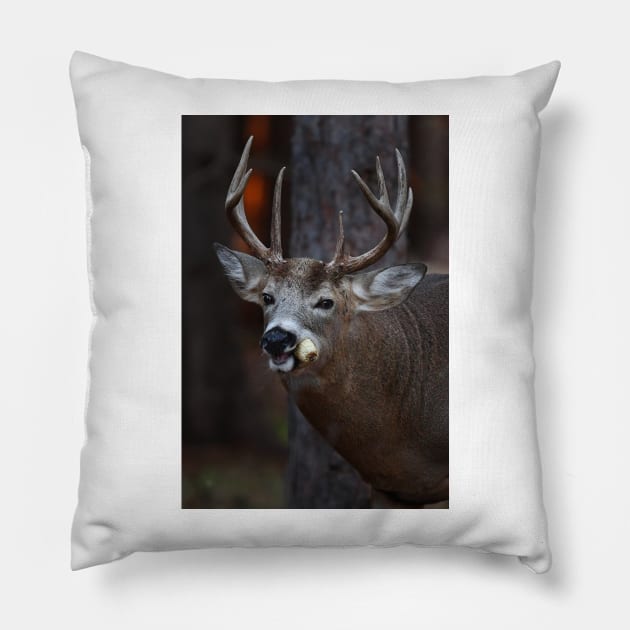 Gotta love corn - White-tailed Deer Pillow by Jim Cumming