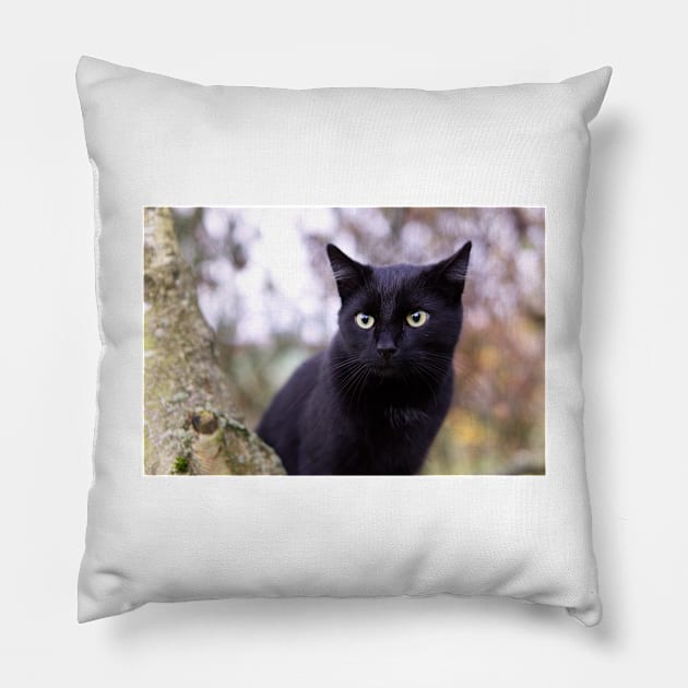 Black Cat Pillow by kawaii_shop