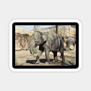 Asian Elephant Magnet