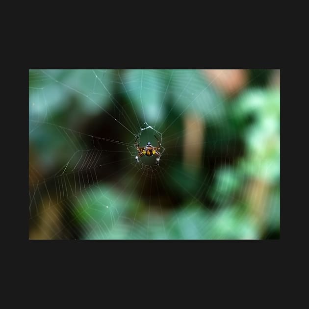 spider by likbatonboot