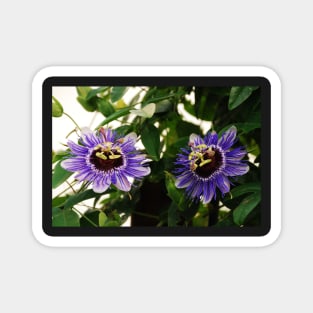 Purple Haze Passifloras Magnet