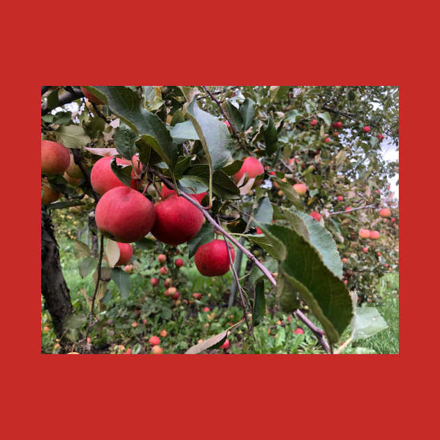 Apple Branch in the Apple Orchard by Humerushumor