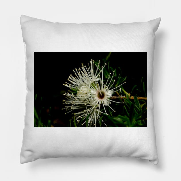 Burgan Blossom Pillow by GP1746