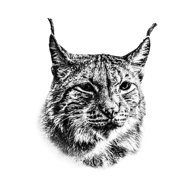 Lynx by Guardi