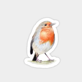 Red Robin Pencil Drawing Magnet