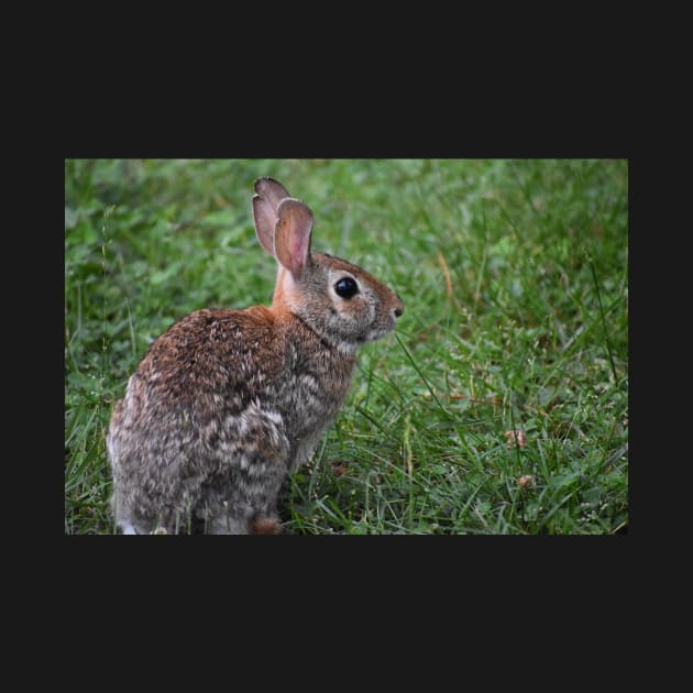 Eastern Cottontail  by ToniaDelozier