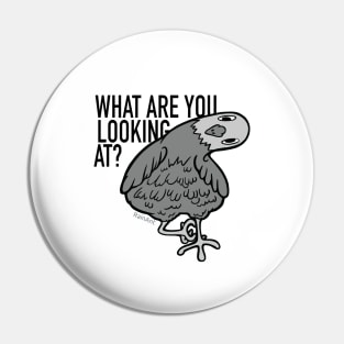 what are you looking at? Pigeon Pin