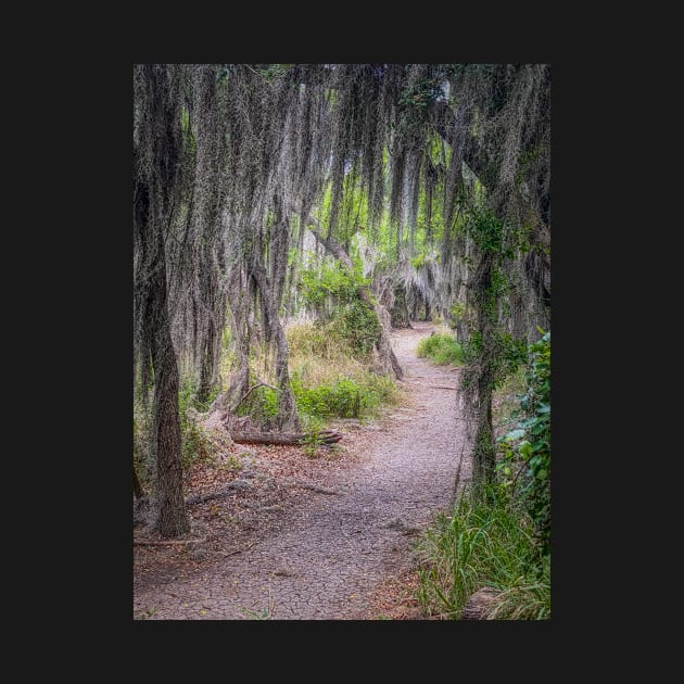 Hiking Trail in Santa Ana NWR by Debra Martz