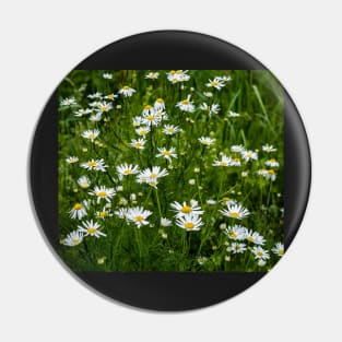 White camomiles on green field Pin