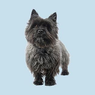 Black Cairn Terrier Dog T-Shirt