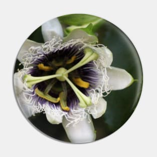 Passion Flower Closeup 2 Pin