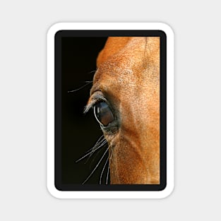 Horse eye close-up Magnet