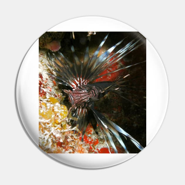 Caribbean Lion Fish Pin by Scubagirlamy