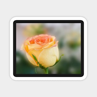 Single Rose Magnet