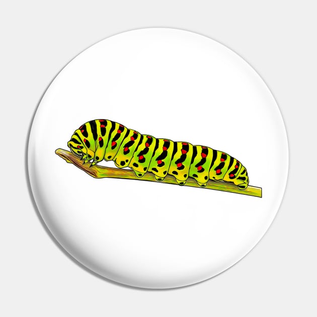 Swallowtail caterpillar Papilio machaon Pin by AikasHeaven