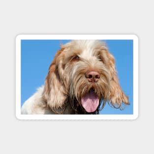 Blue Sky Spinone Magnet