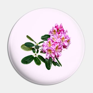 Pale Pink Rhododendron Pin