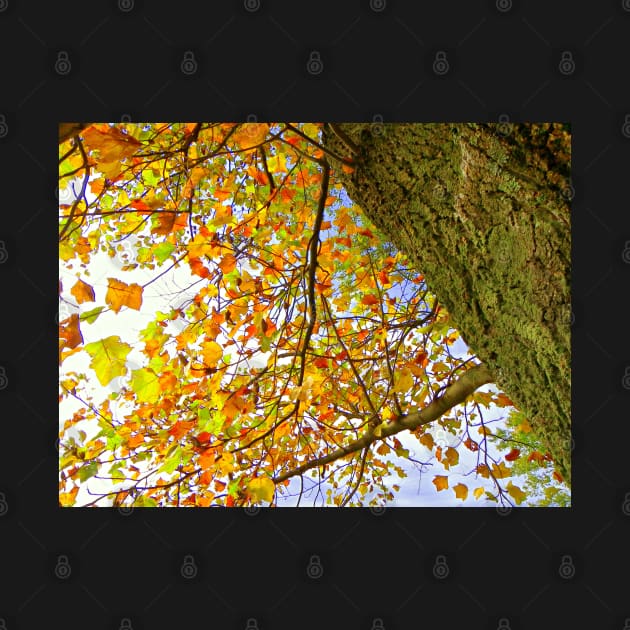 Colorful Fall Tree, Yellow, Gold, Rust Colored Leaves: Photograph Leaves Artful Autumn by tamdevo1