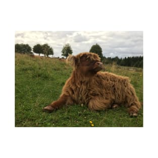 Scottish Highland Cattle Calf 1515 T-Shirt