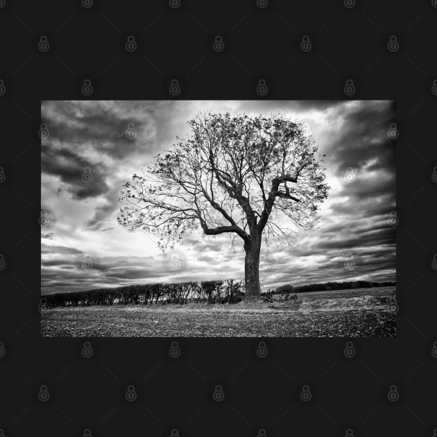 End of Summer - Black and white Tree by InspiraImage