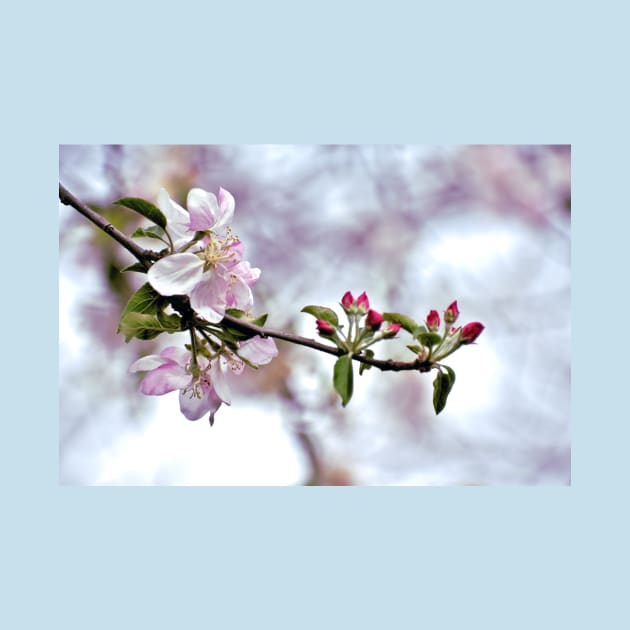 Spring Cherry Blossom Branch by A Thousand Words Photography