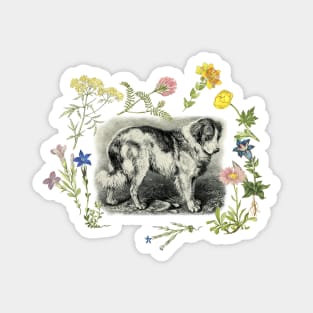 Bernardine Dog & Alpine Flowers Magnet