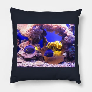 Aquarium. Eilat. Israel. Pillow