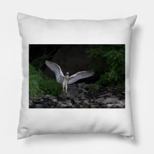 'Night Heron'...Superheron! or Superhero? Pillow