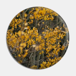 Fall Aspen Leaves Pin